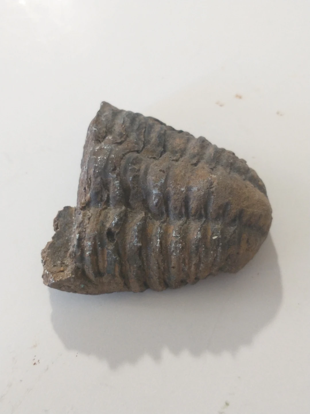 Half of a trilobite fossil (rear end)