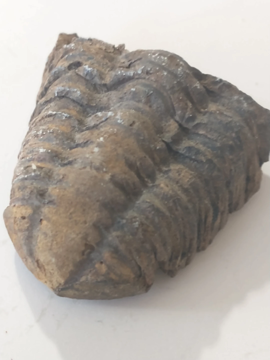 Half of a trilobite fossil (rear end) - photo 2