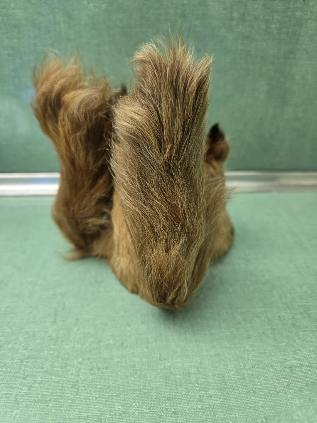 Vintage Pair of Squirrel Figurines - photo 2