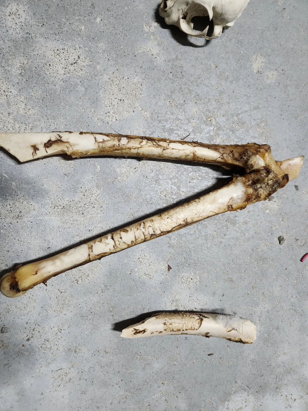 Animal Skulls and Wasp Nests - photo 4