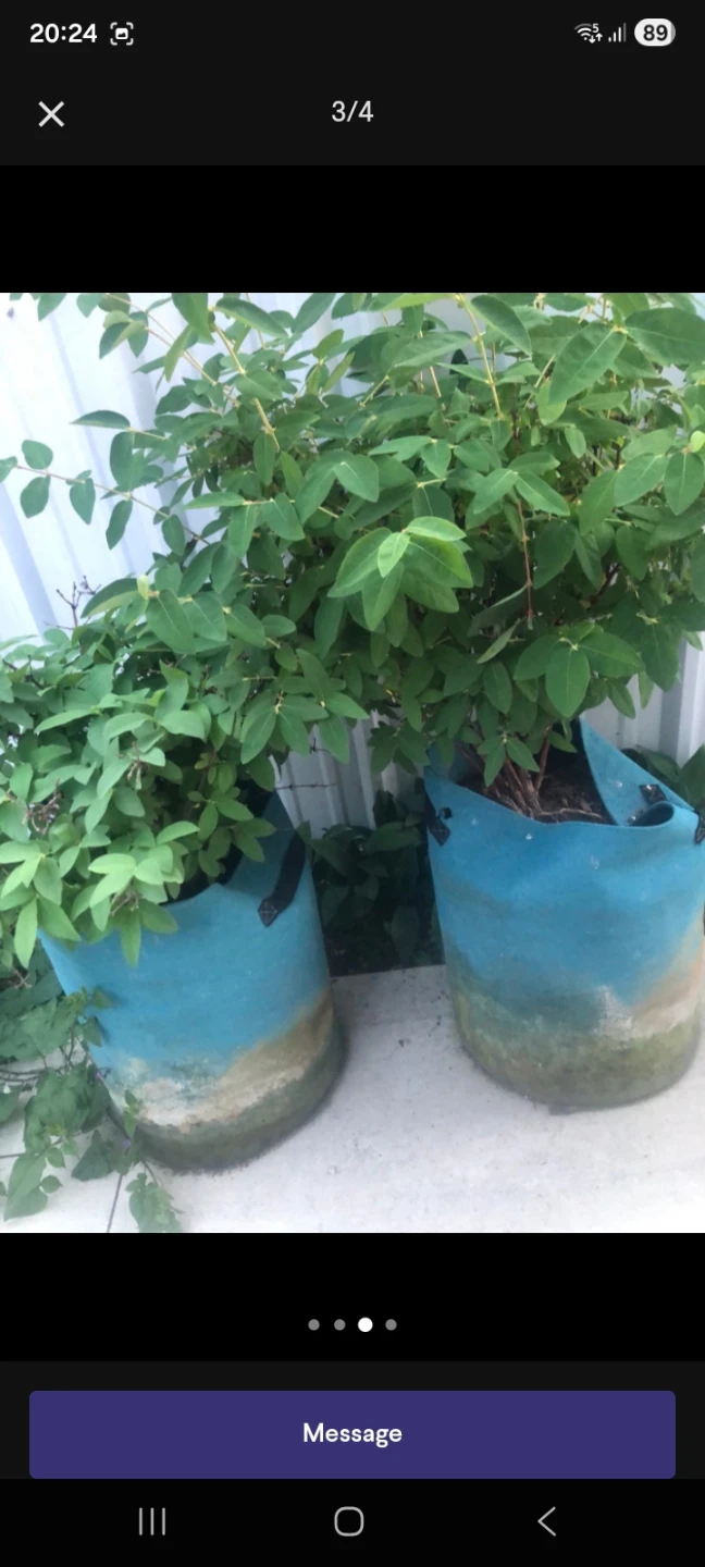 Two large potted plants