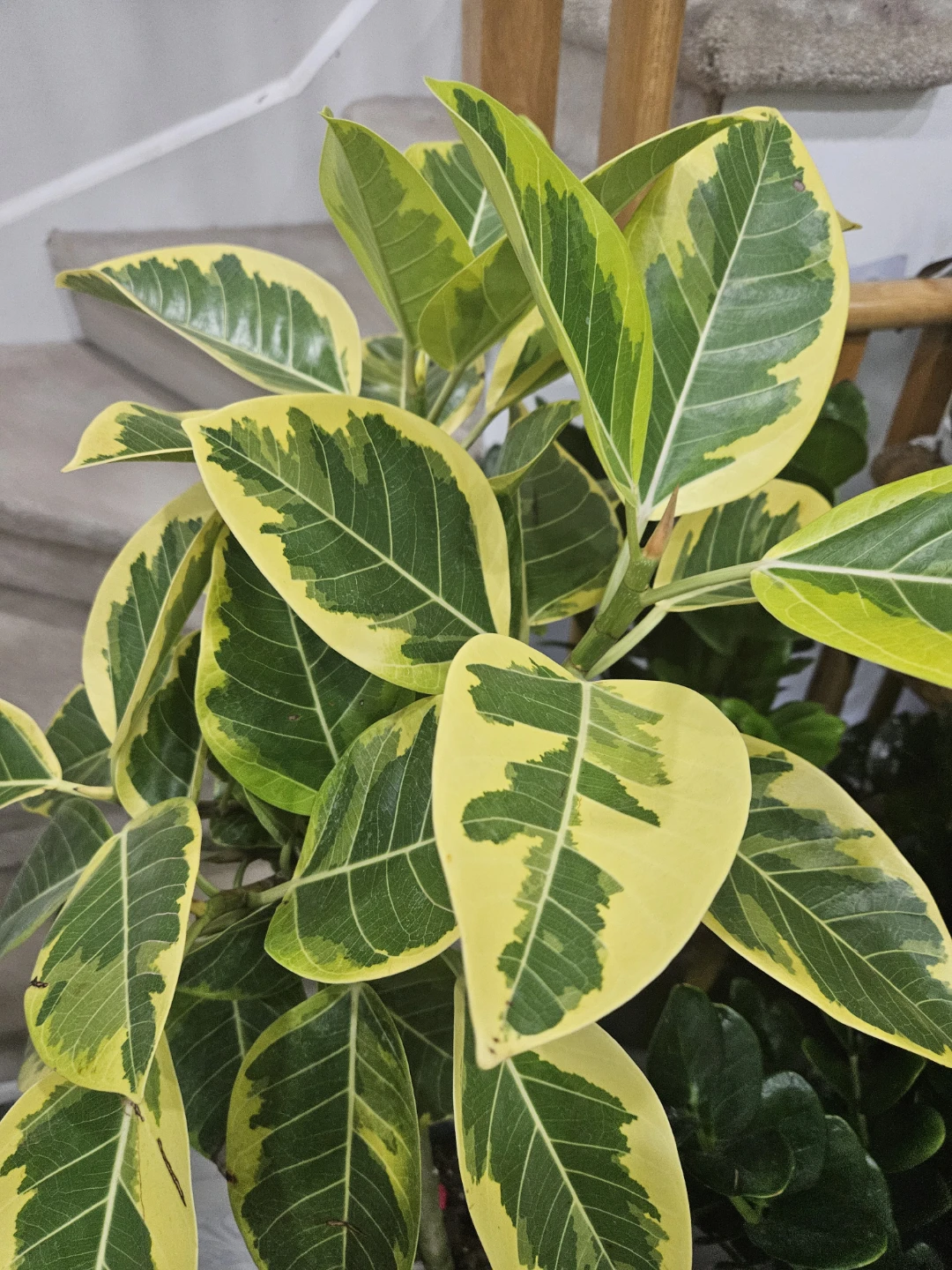 Variegated Rubber Plant standard