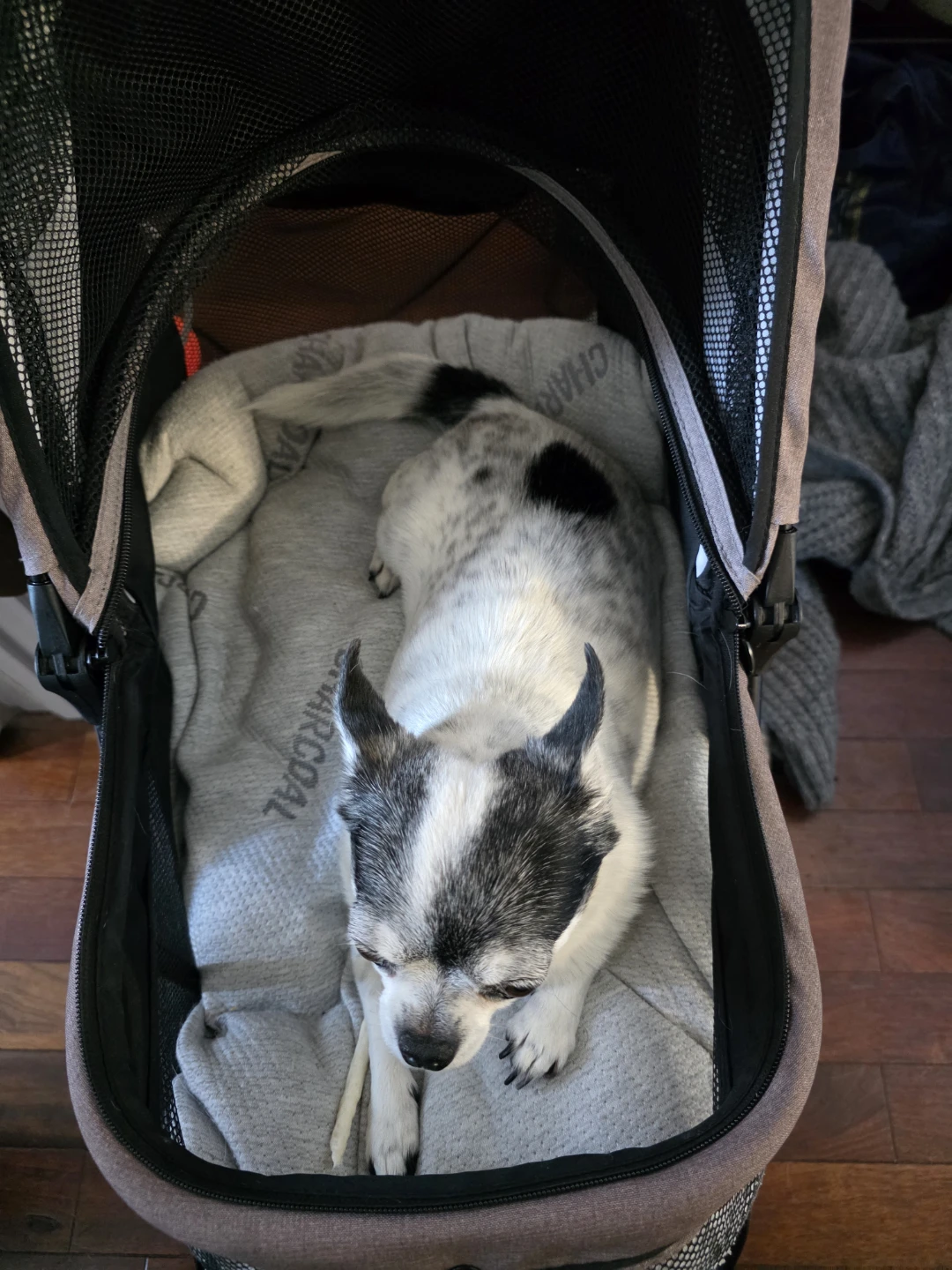 Roodo Small Dog Stroller - photo 3