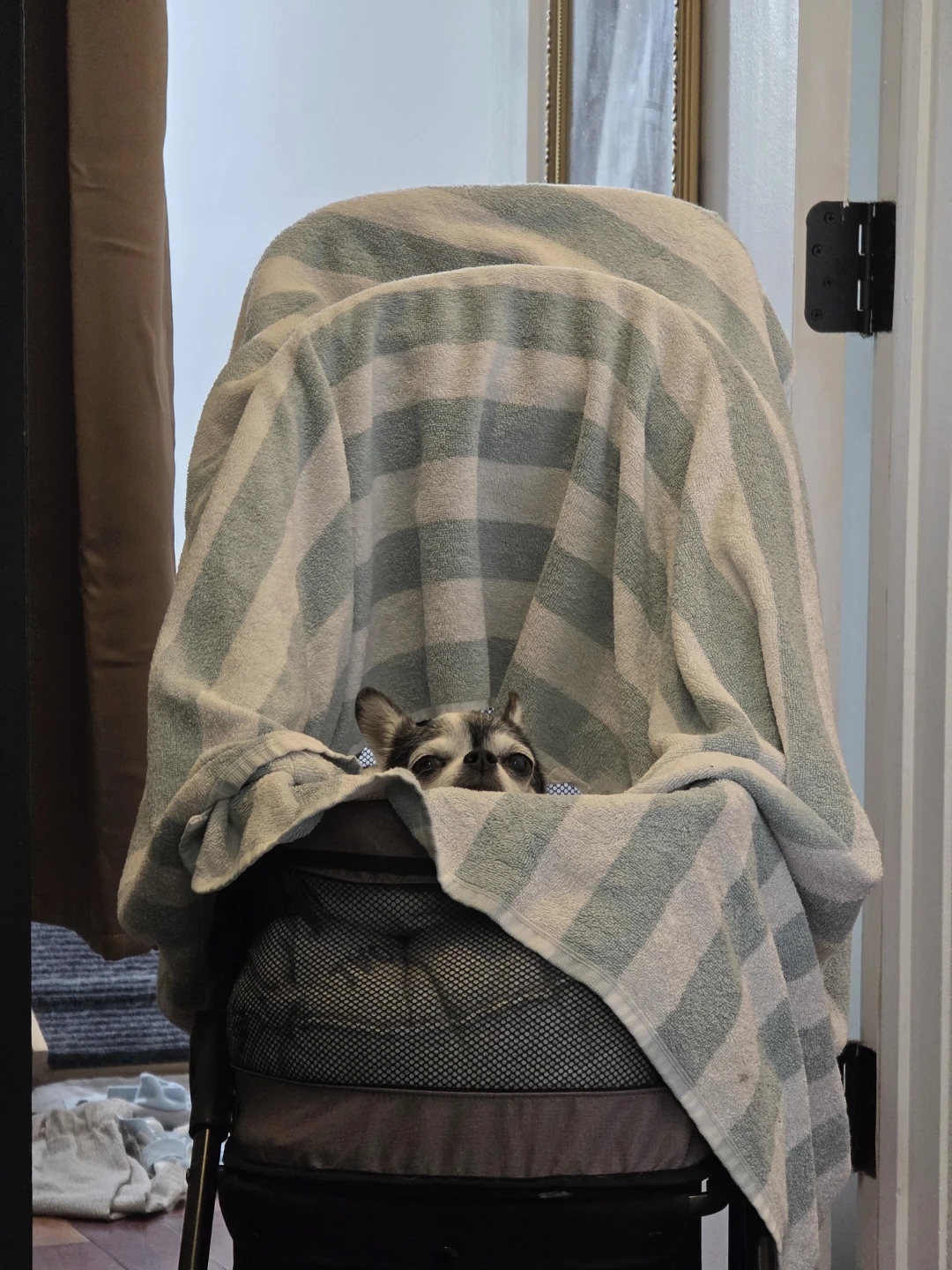 Roodo Small Dog Stroller - photo 4