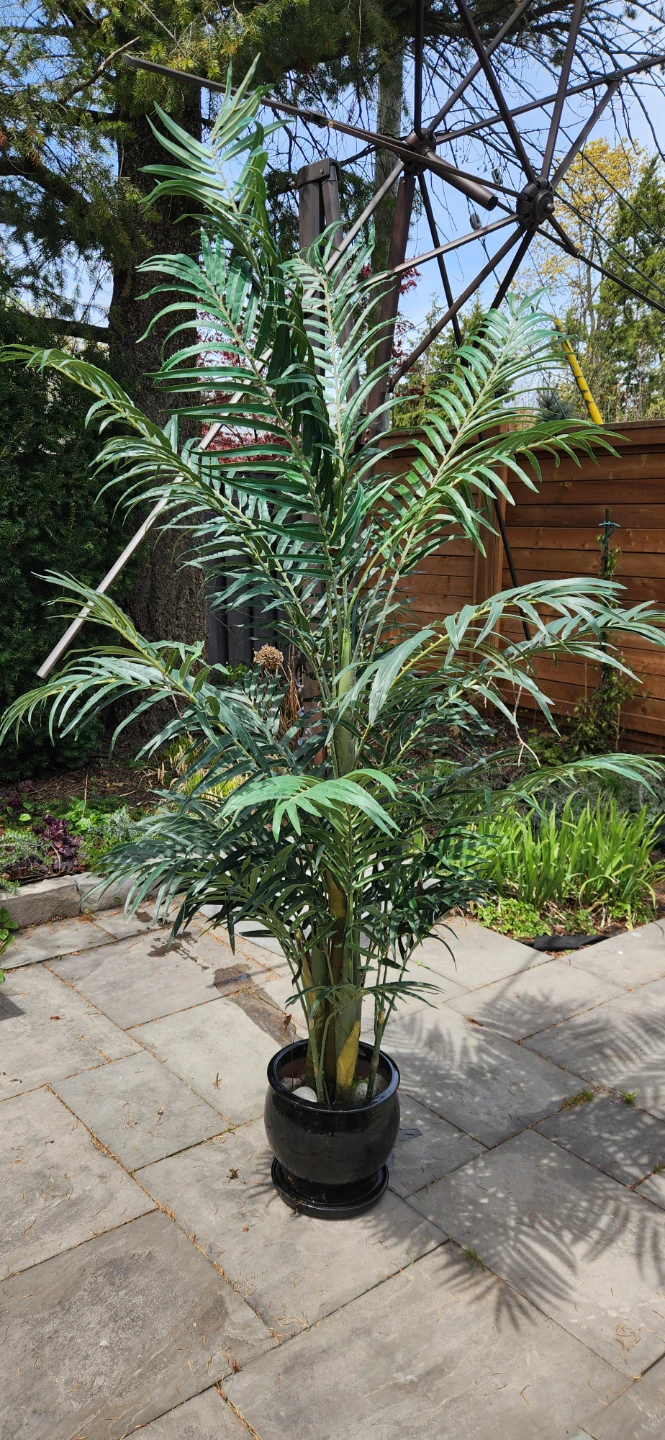 Artificial Areca Palm Plant smoke free no pets