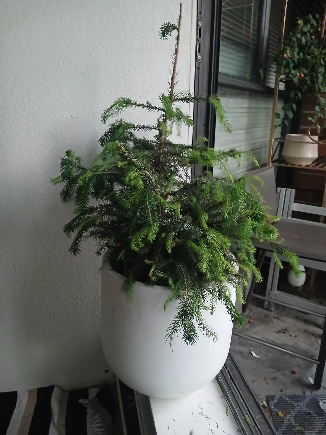 Live Potted Spruce Tree