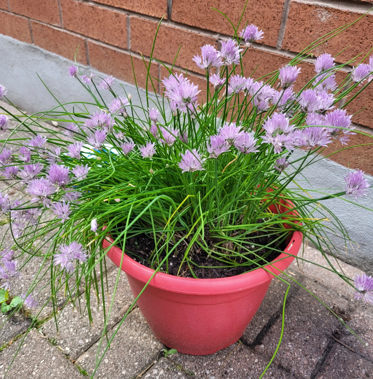 Chive plants.