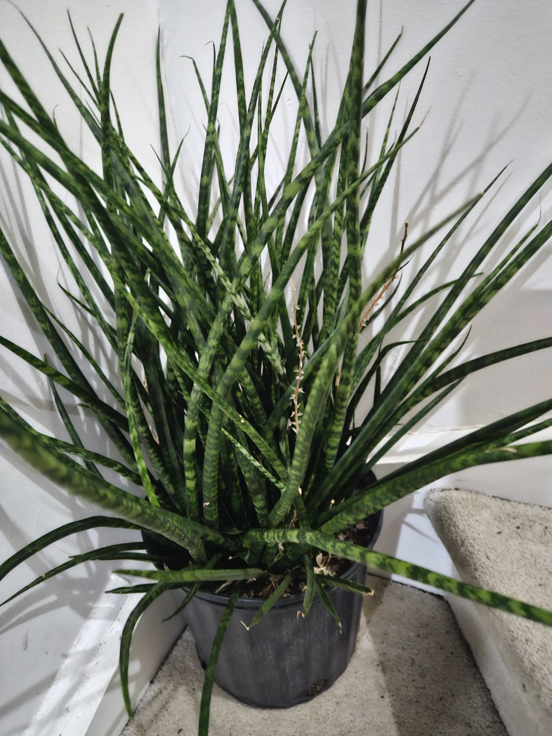 Snake Plant⚽️