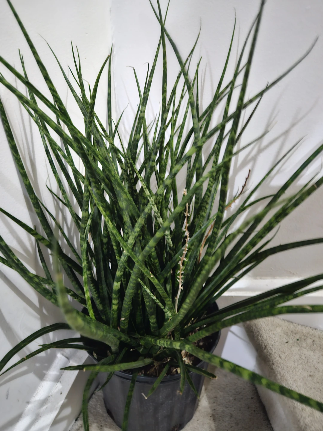 Snake Plant⚽️ - photo 2