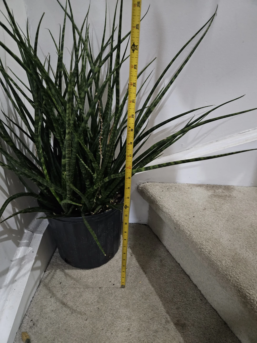 Snake Plant⚽️ - photo 3
