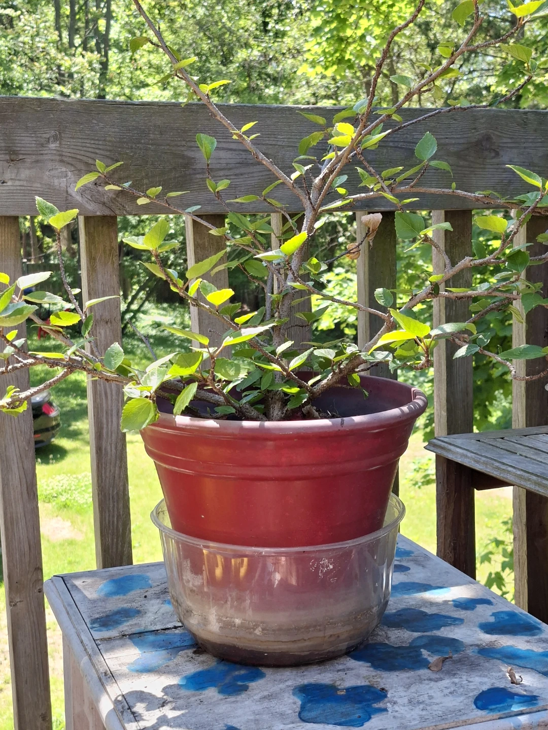 Potted Hibiscus Plant - photo 2