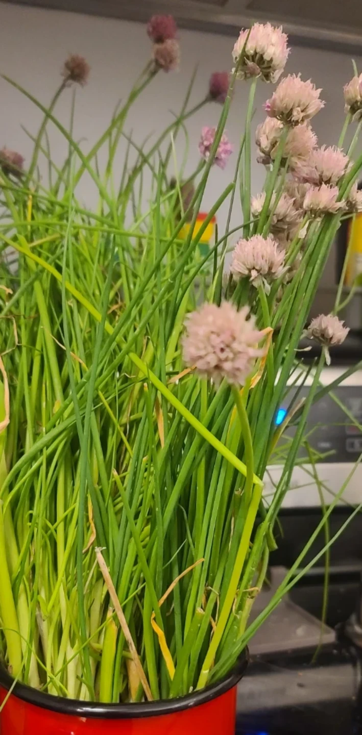Fresh Chives with Flowers - photo 2