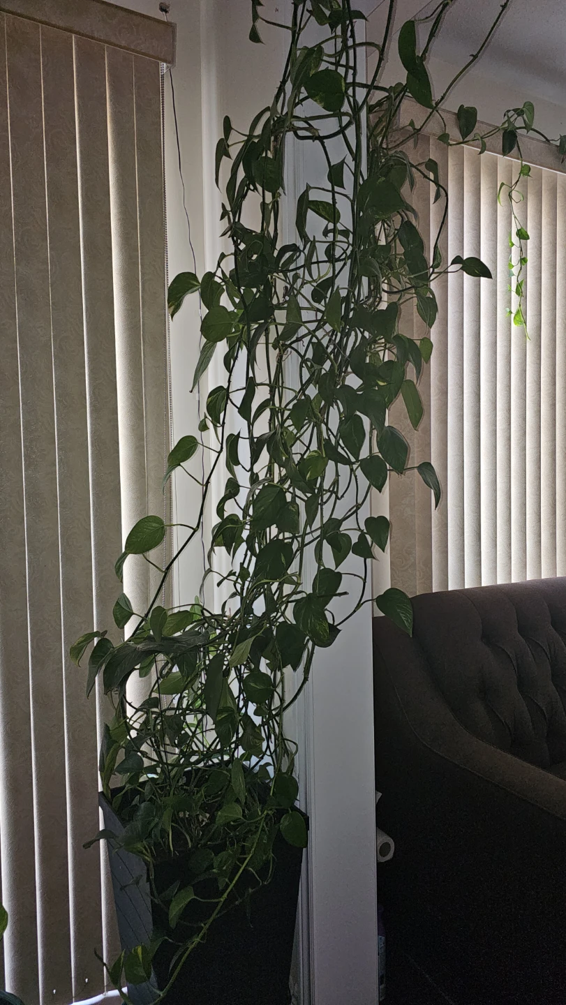 MoneyPlant in Black pot indoors plant