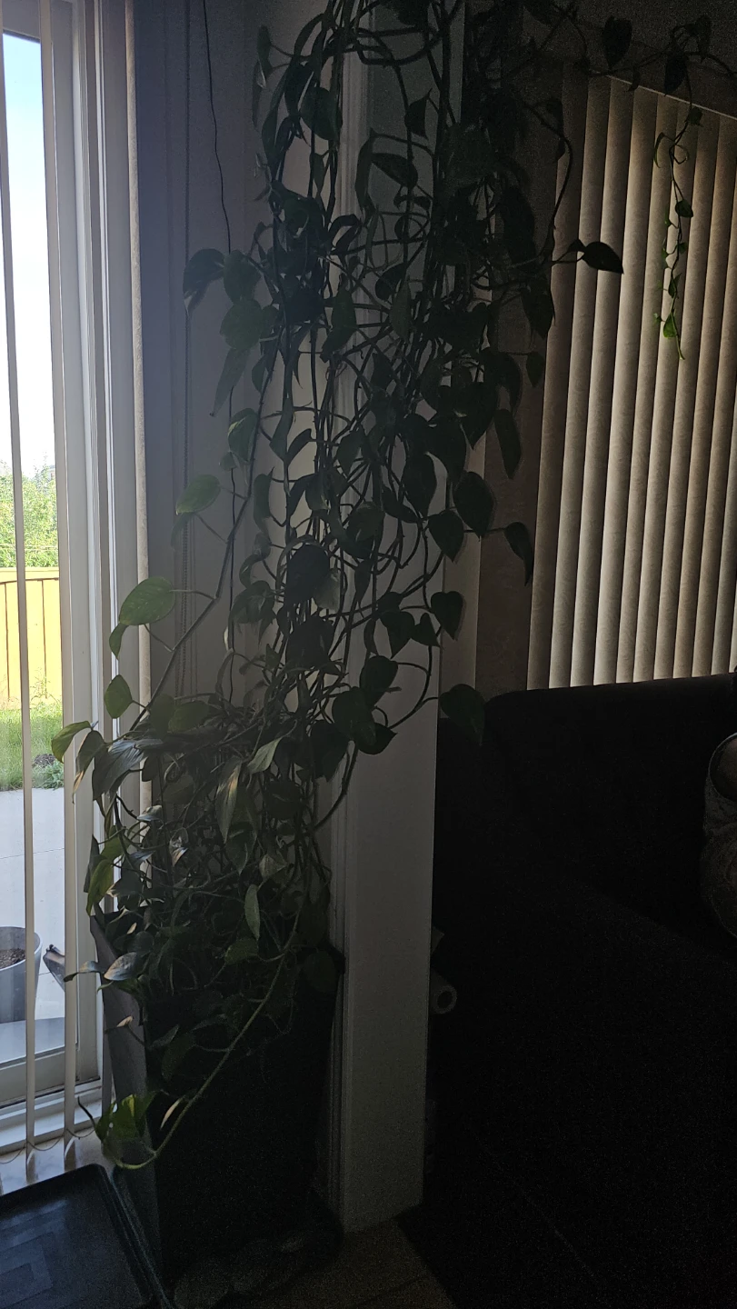 MoneyPlant in Black pot indoors plant - photo 2
