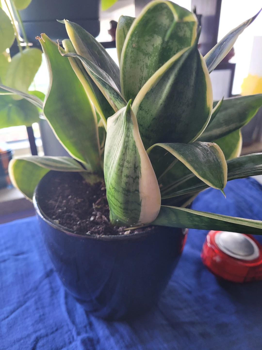 Snake Plant in Black Pot - photo 3