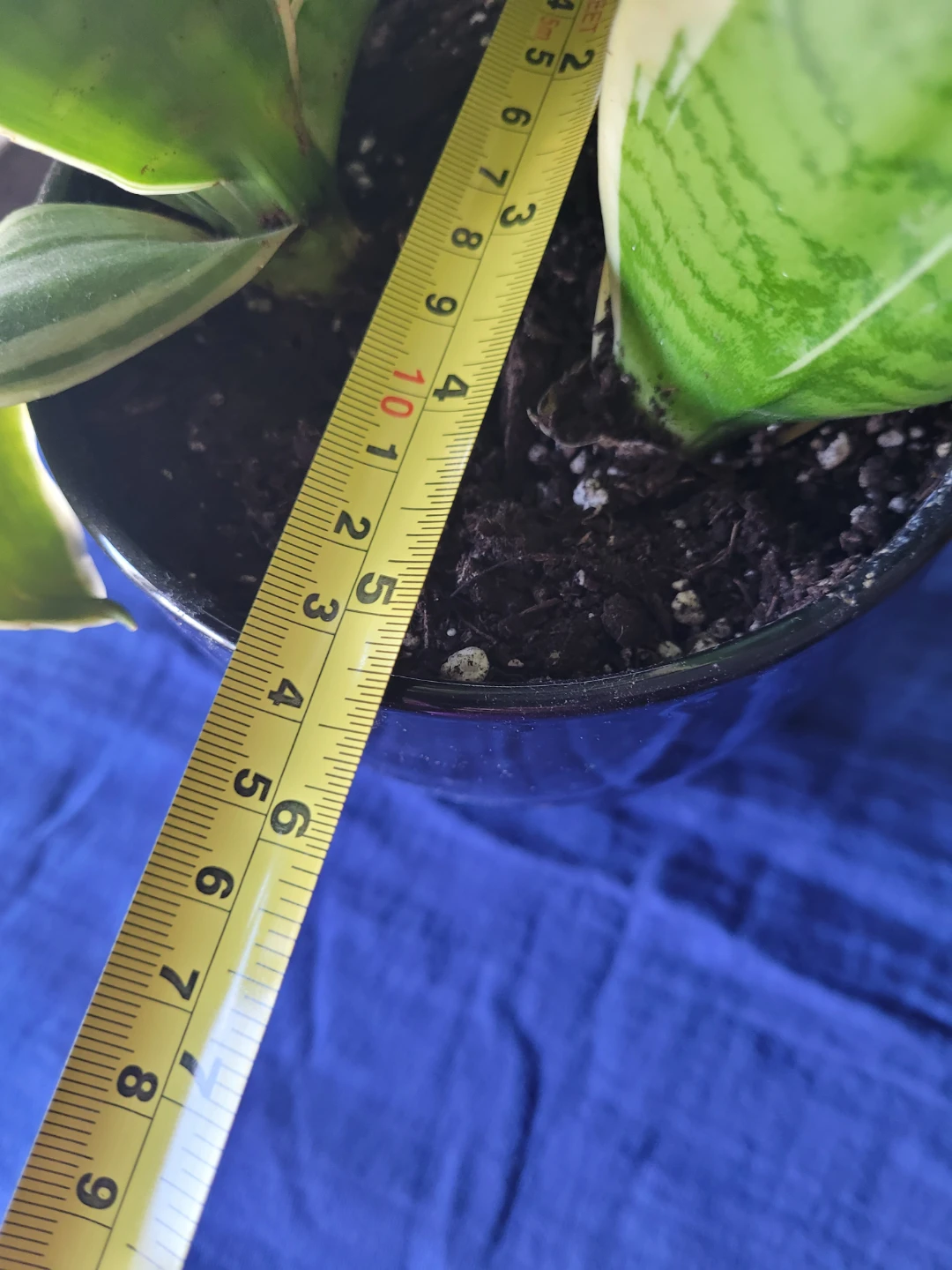 Snake Plant in Black Pot - photo 4