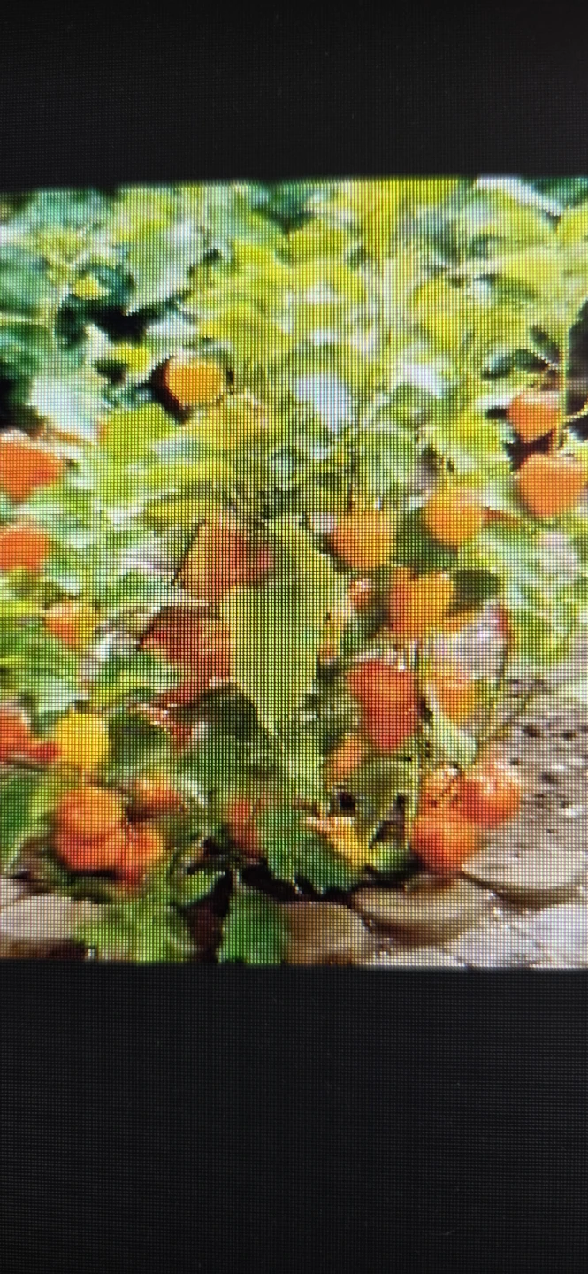 orange lantern perenial plant in large pot