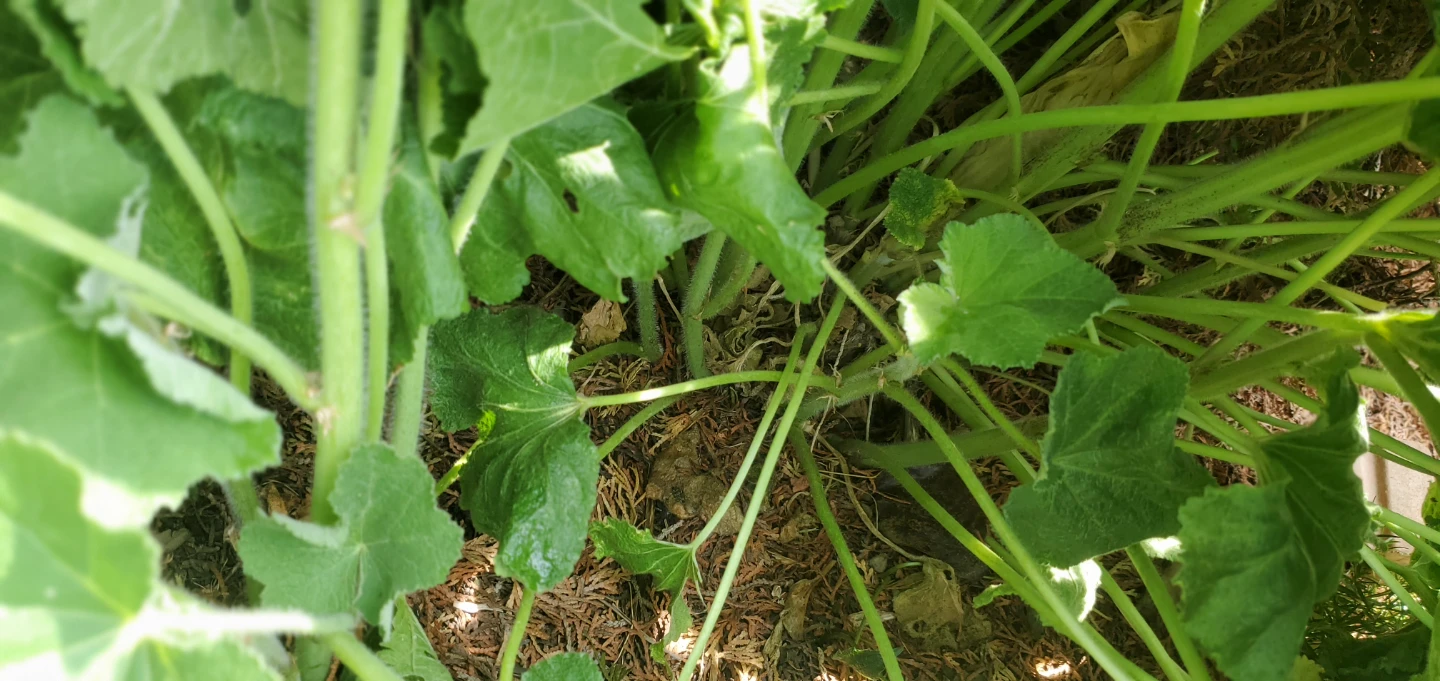 Hollyhocks - photo 4