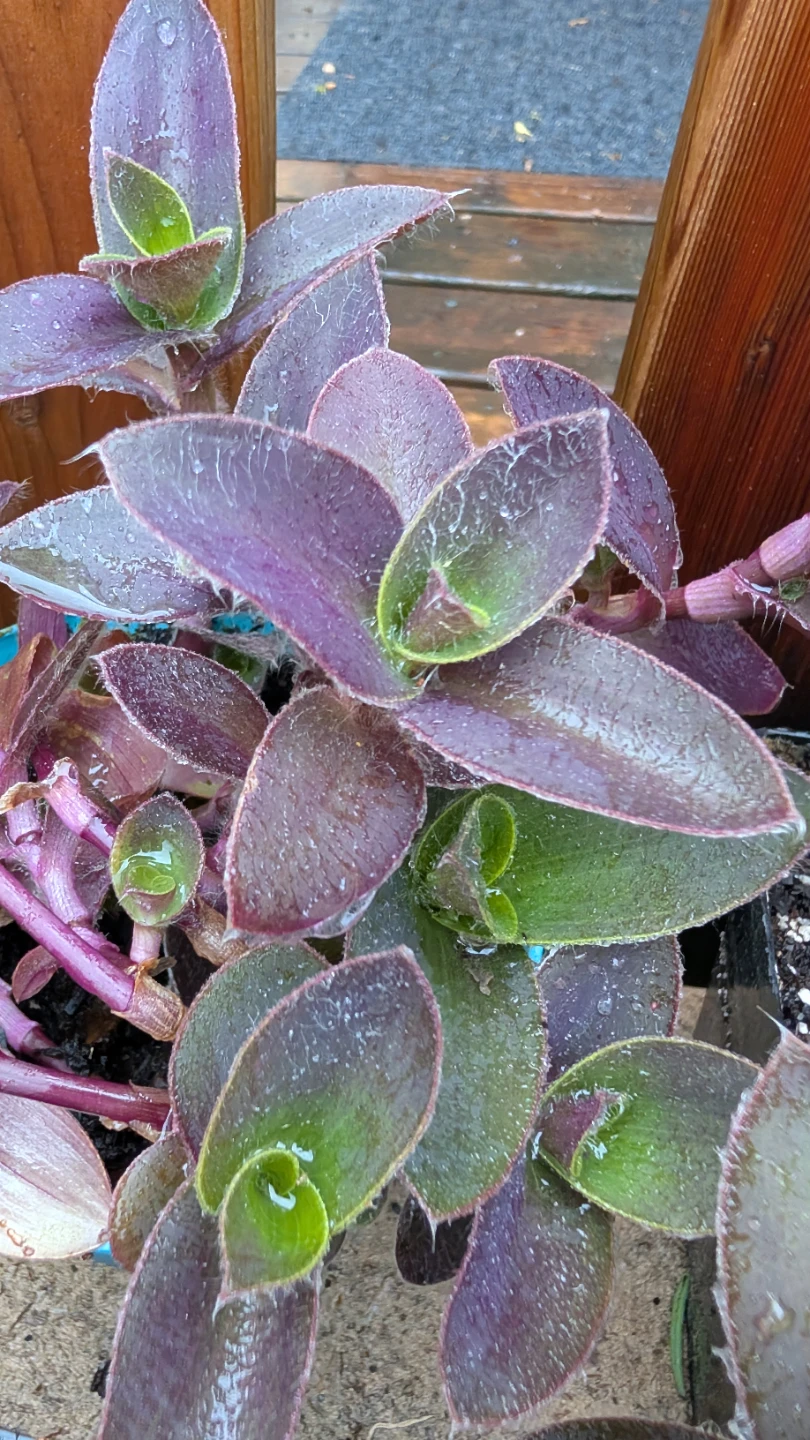 Tradescantia pots and hanging baskets for sale! 🌟