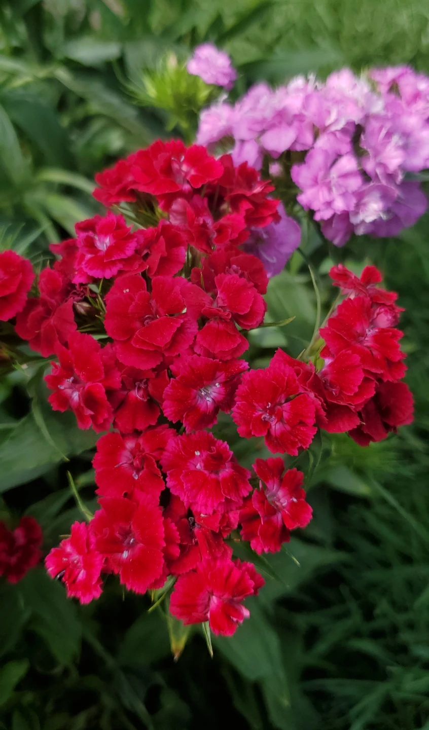 Sweet William - photo 2