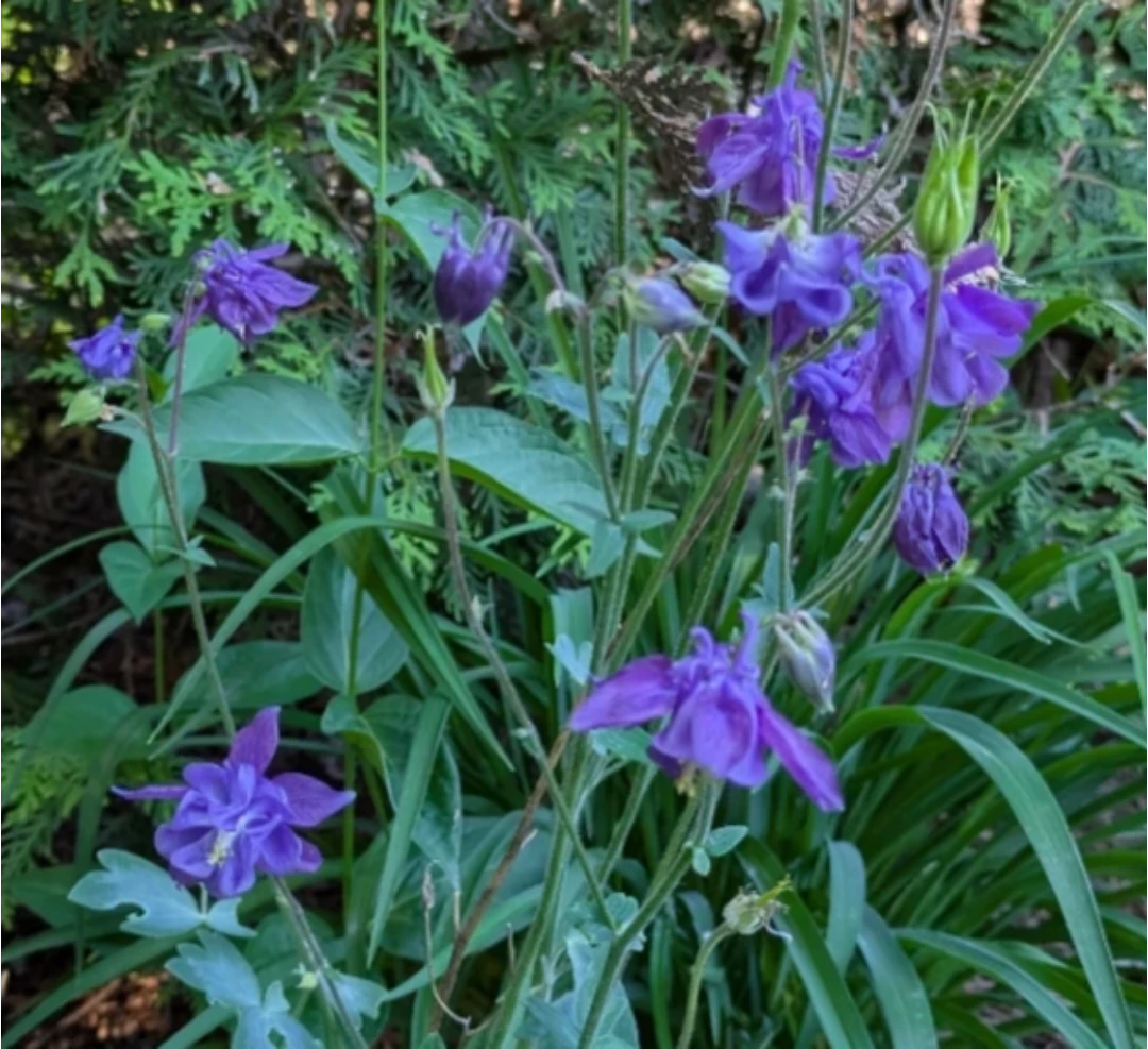⚽ Columbine plant with Purple flowers