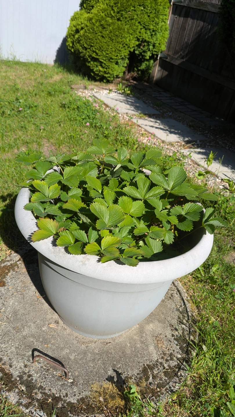 Four large planter pots with healthy strawberries & blueberries - photo 2