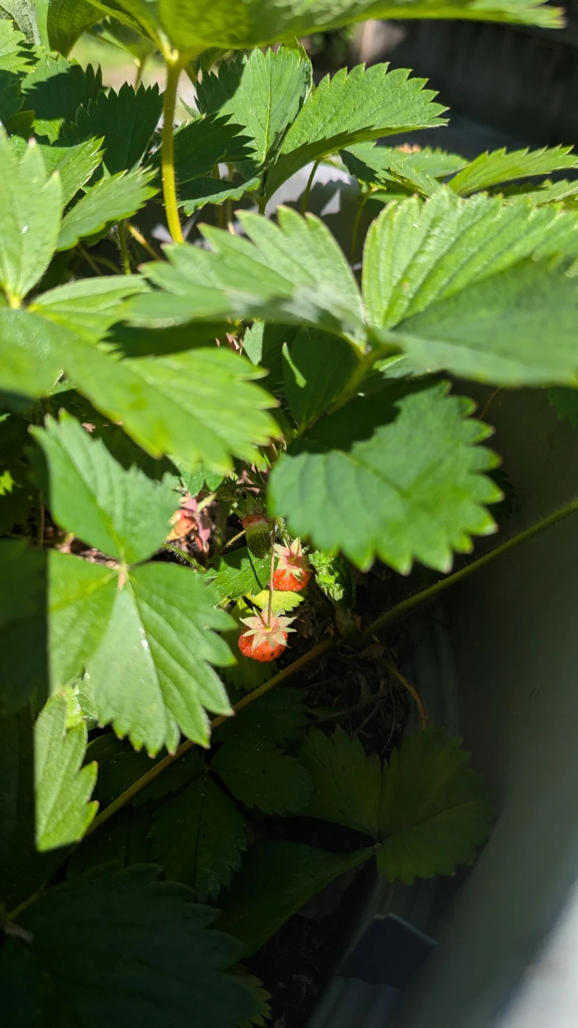 Four large planter pots with healthy strawberries & blueberries - photo 3