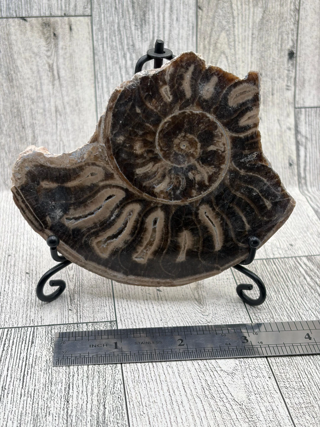 Ammonite Fossil Slice - photo 3