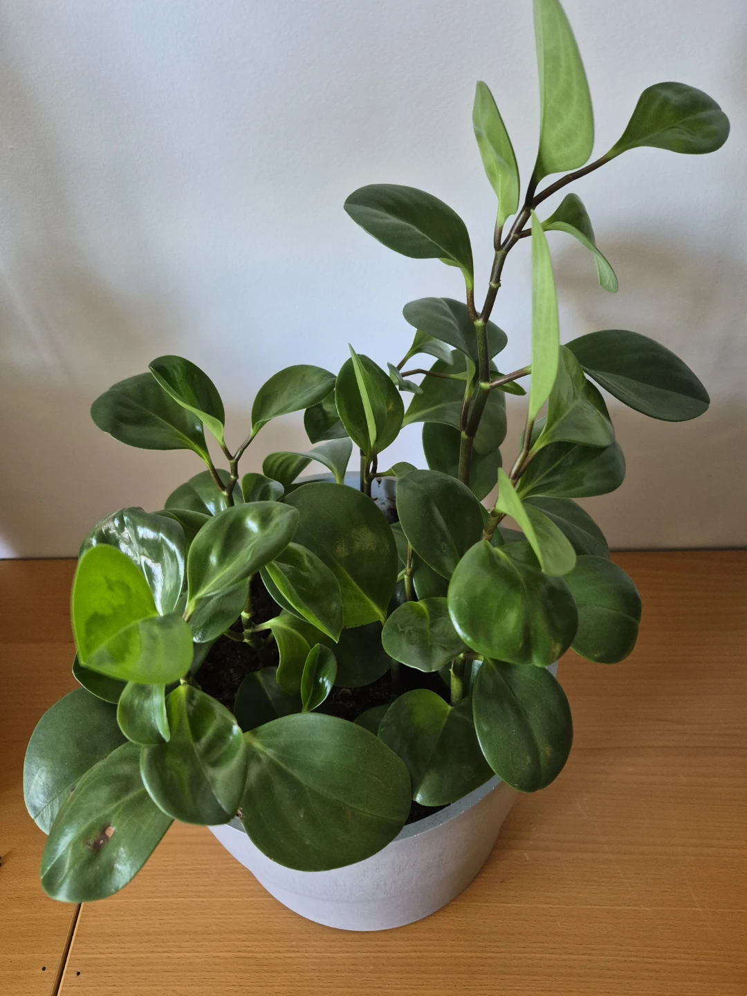 Peperomia Obtusifolia Plant in Pot