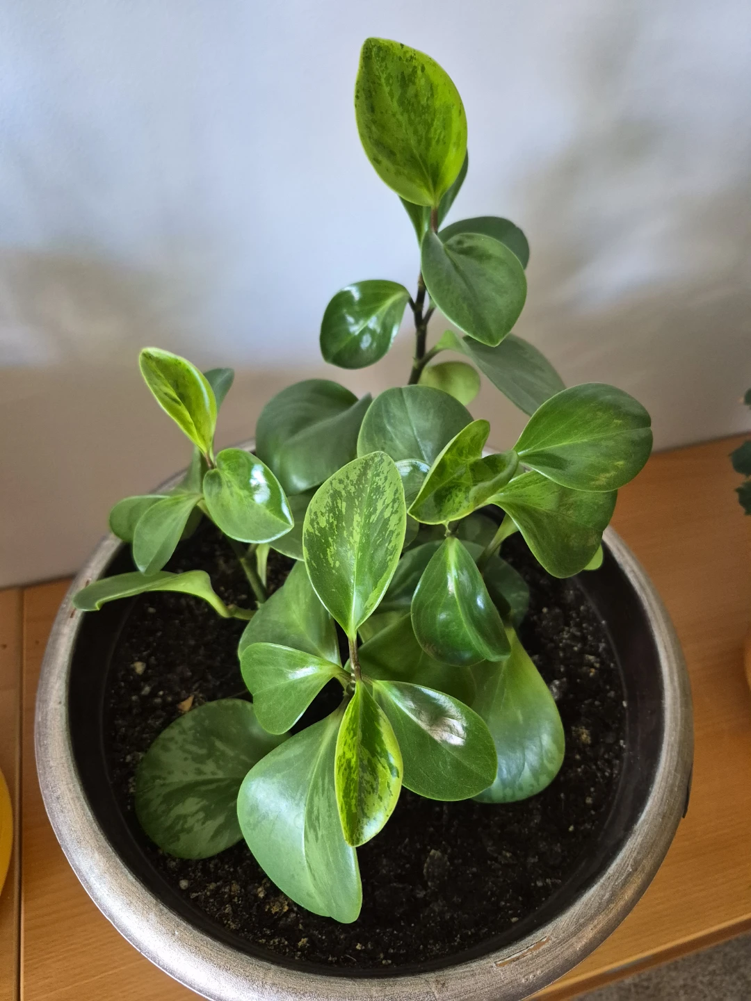 Peperomia Obtusifolia Plant in Pot - photo 3