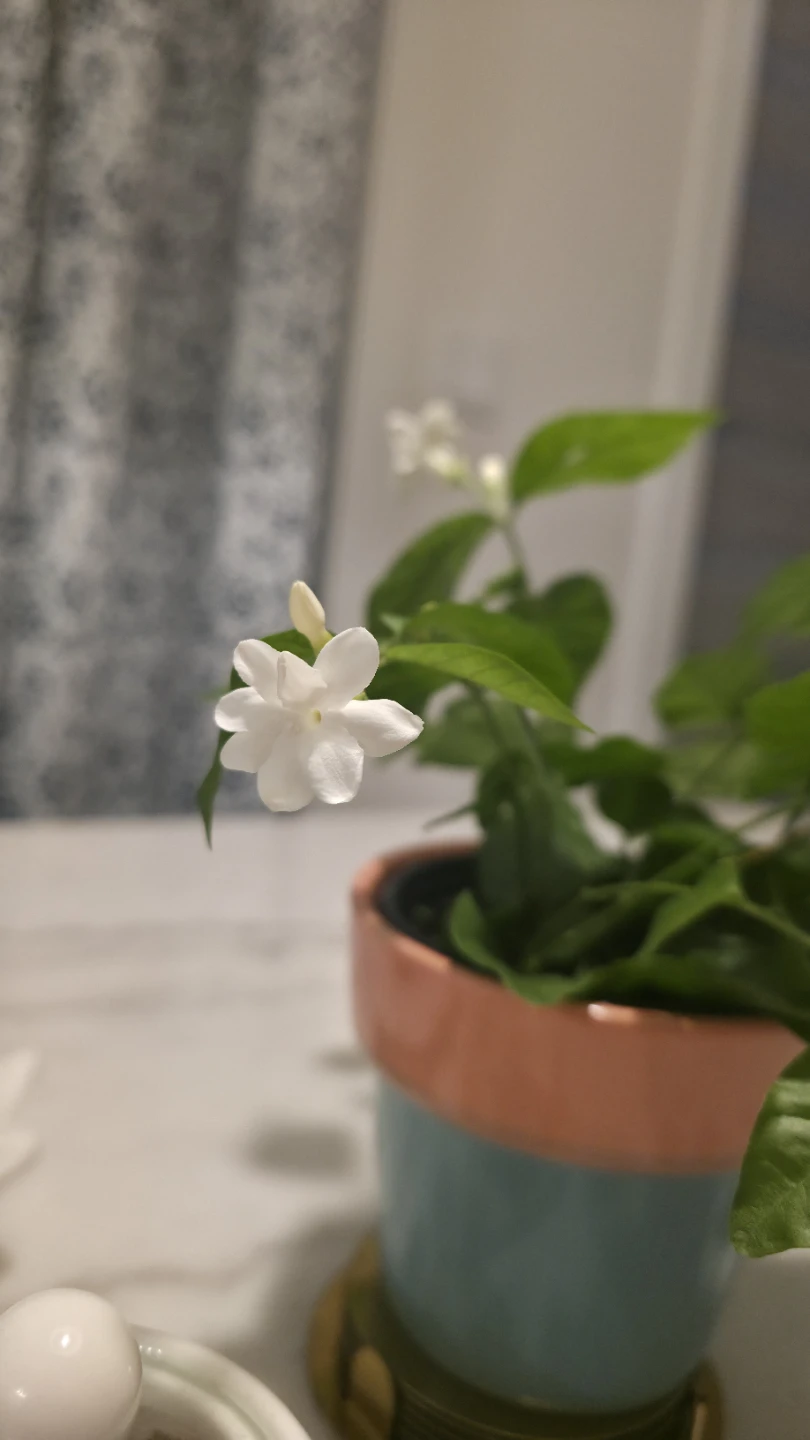Flowering Jasmine Plant in a ceramic pot - photo 2