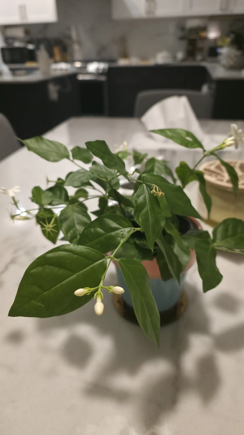 Flowering Jasmine Plant in a ceramic pot - photo 3