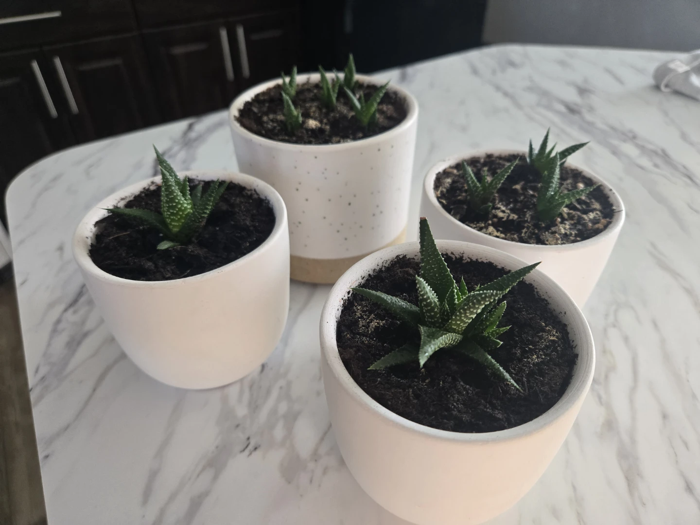 Baby Zebra Plants