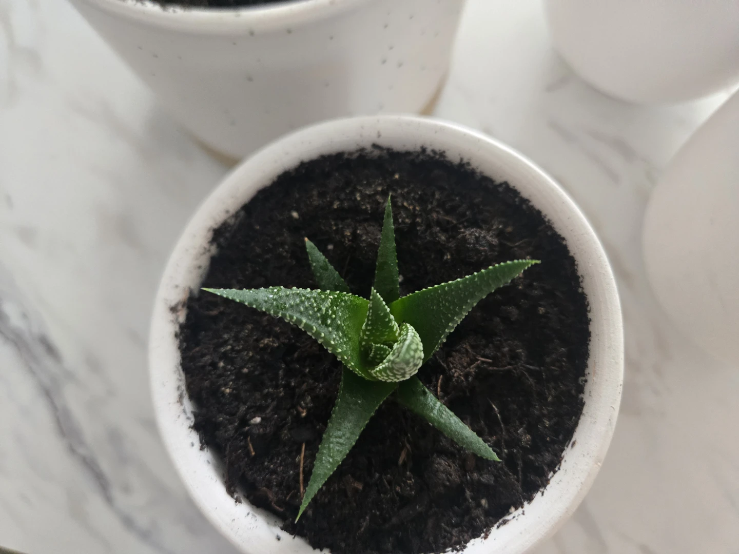 Baby Zebra Plants - photo 2