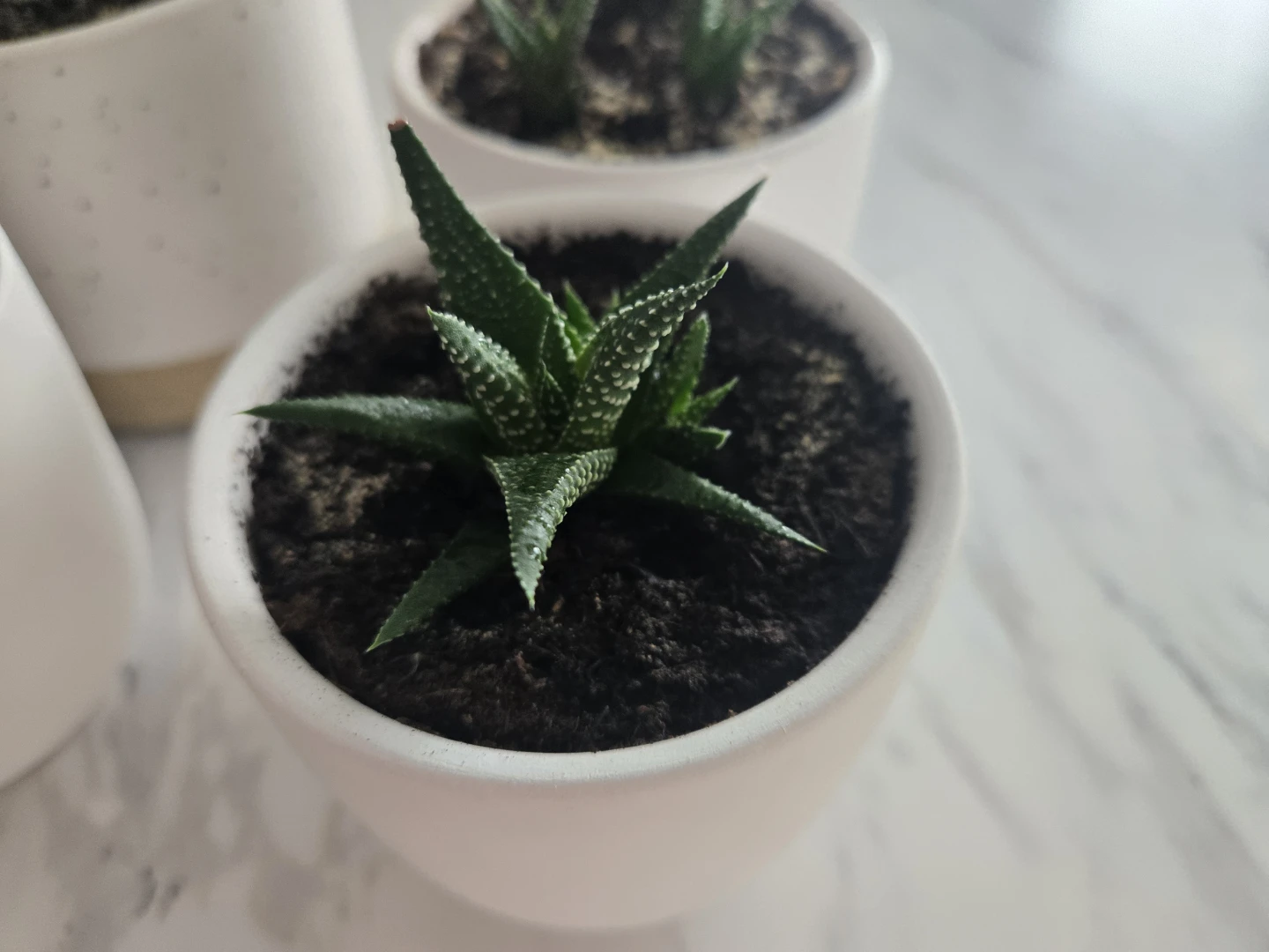 Baby Zebra Plants - photo 3
