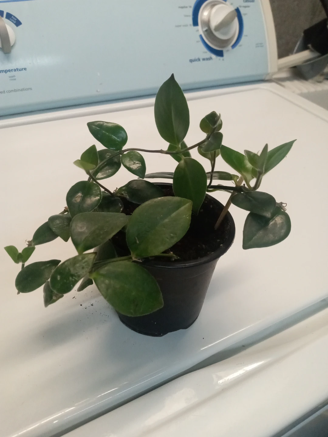 Lipstick plant