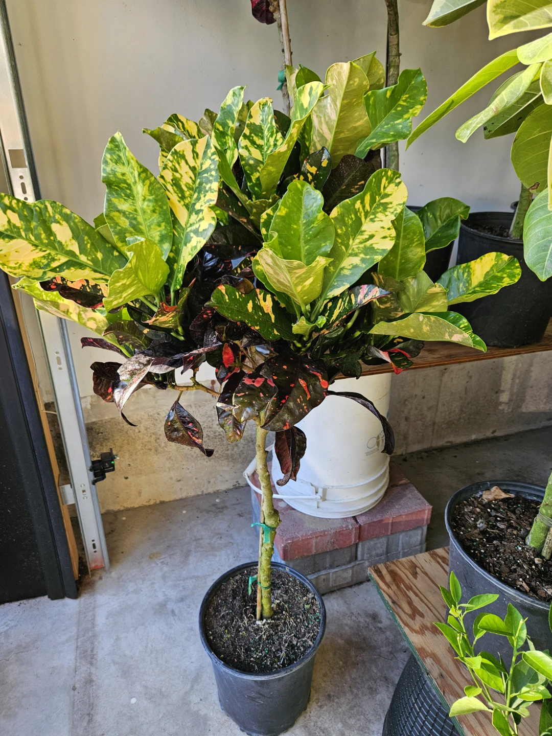 Croton Plant in10"pot Pot