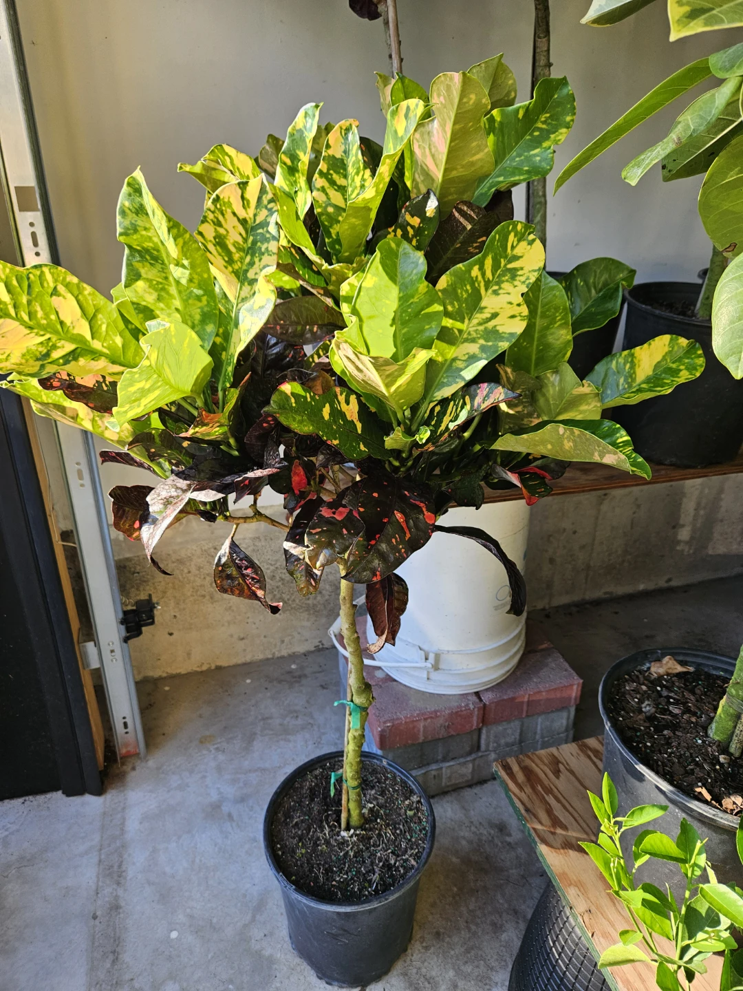 Croton Plant in10"pot Pot - photo 2