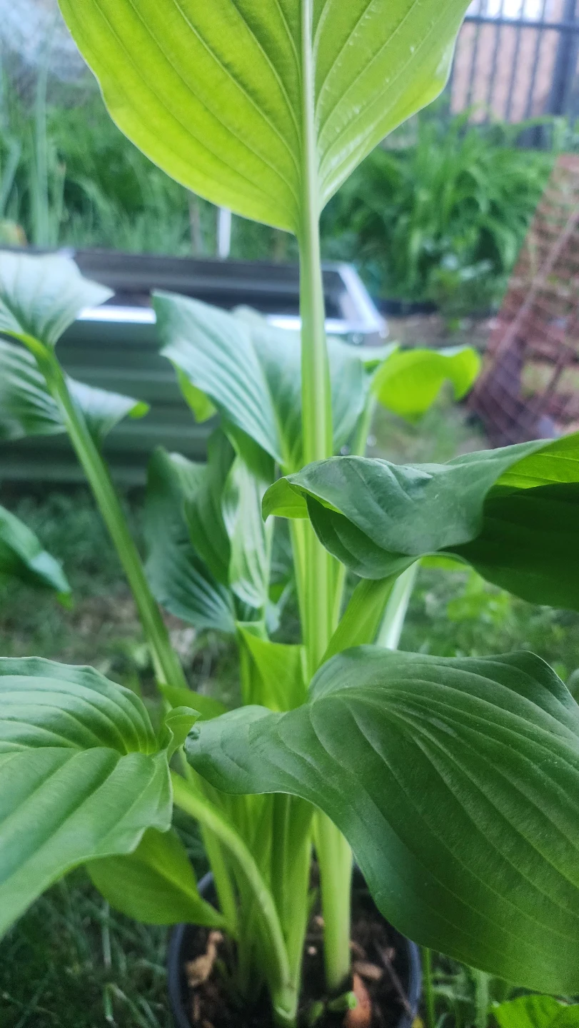 Healthy Hosta Plants in Pots