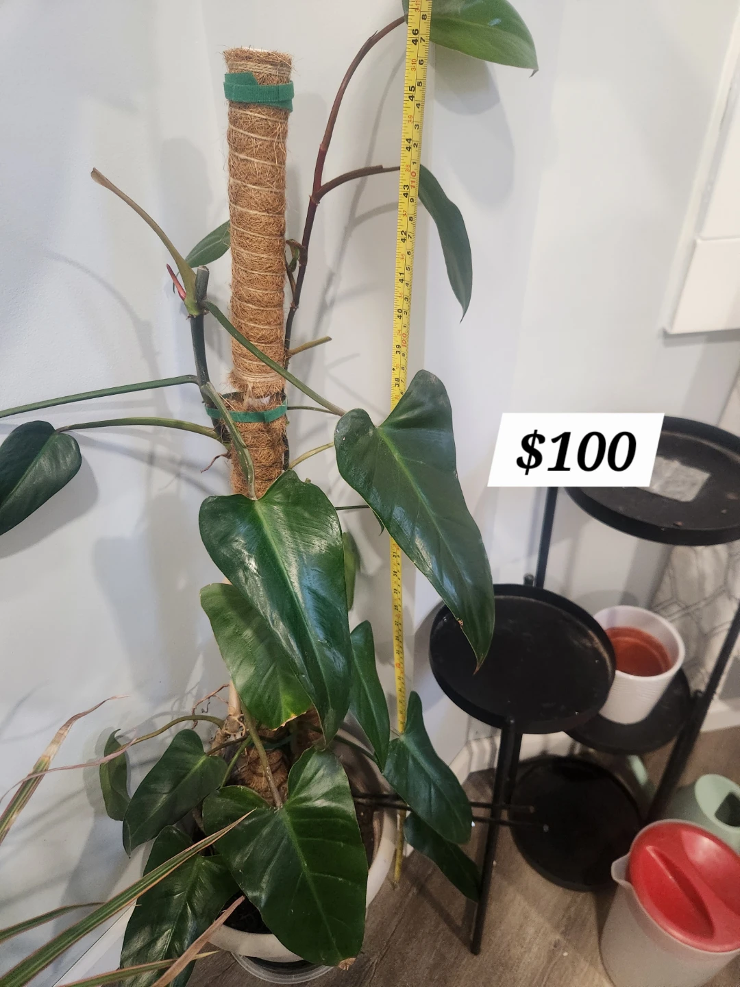 Large Philodendron Plant on Moss Pole ⚽