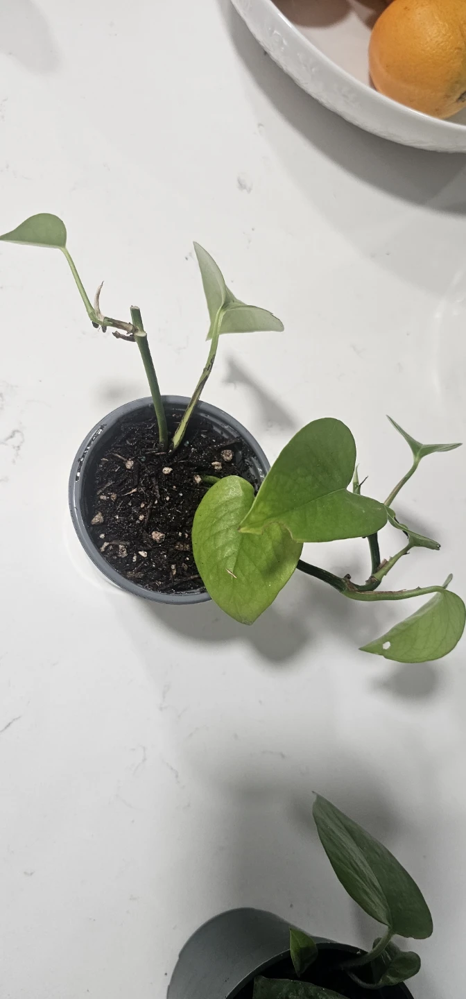 Leafjoy Littles Pothos Plant - photo 2