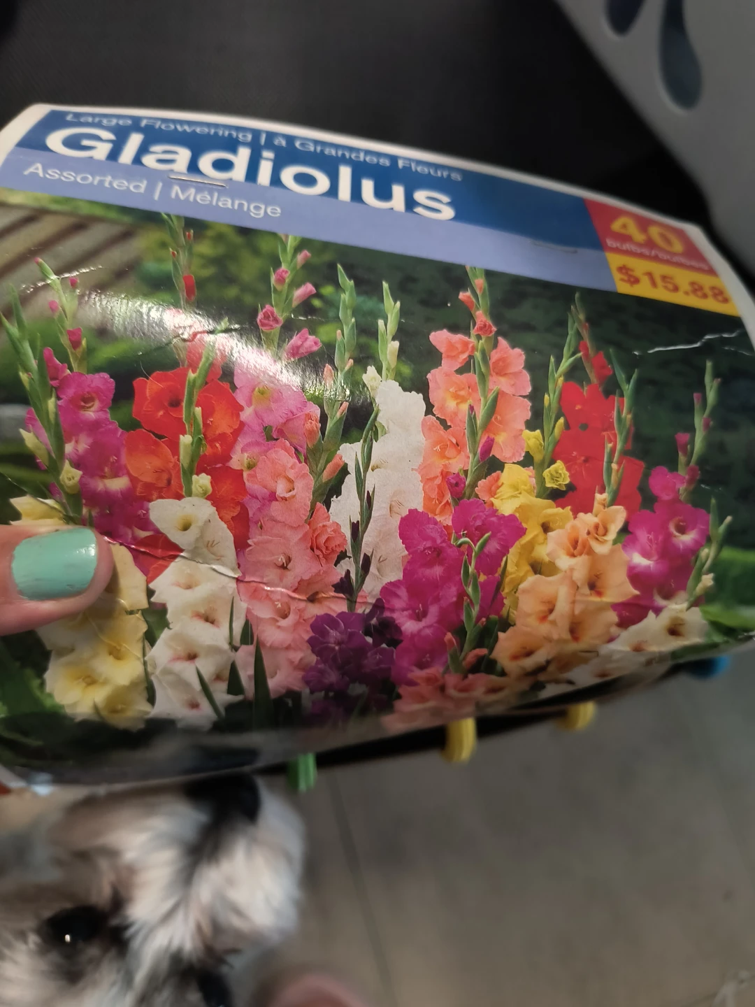 Some used Gladiolus Flower Bulbs - Assorted Mix