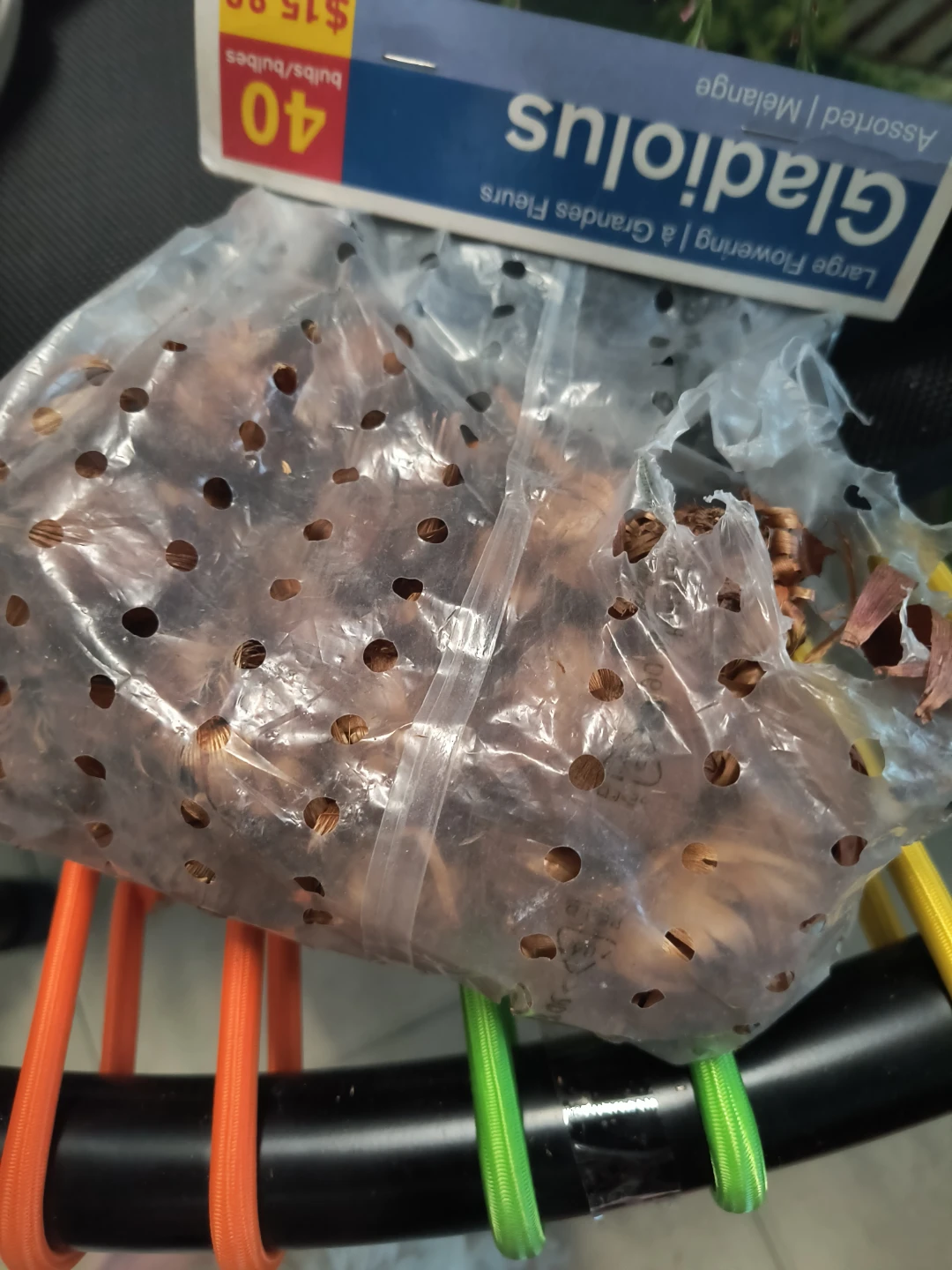 Some used Gladiolus Flower Bulbs - Assorted Mix - photo 2
