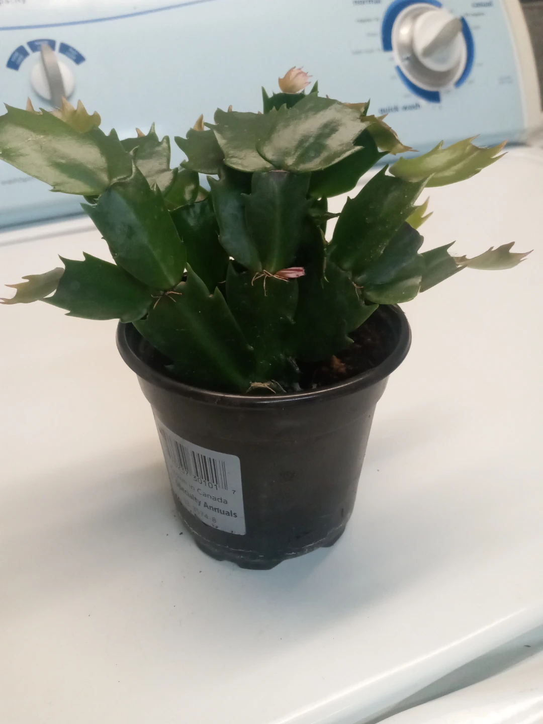 Crab cactus