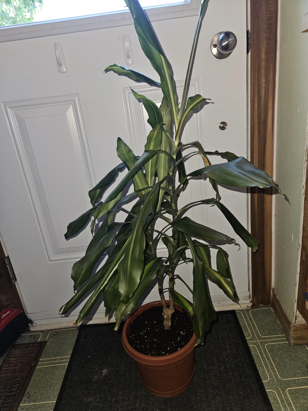 House Plant