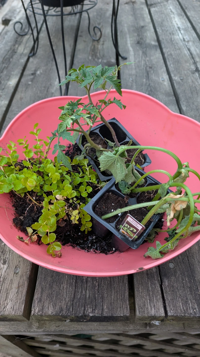 FOR TRADE Tomato, Cucumber and creeping Jenny