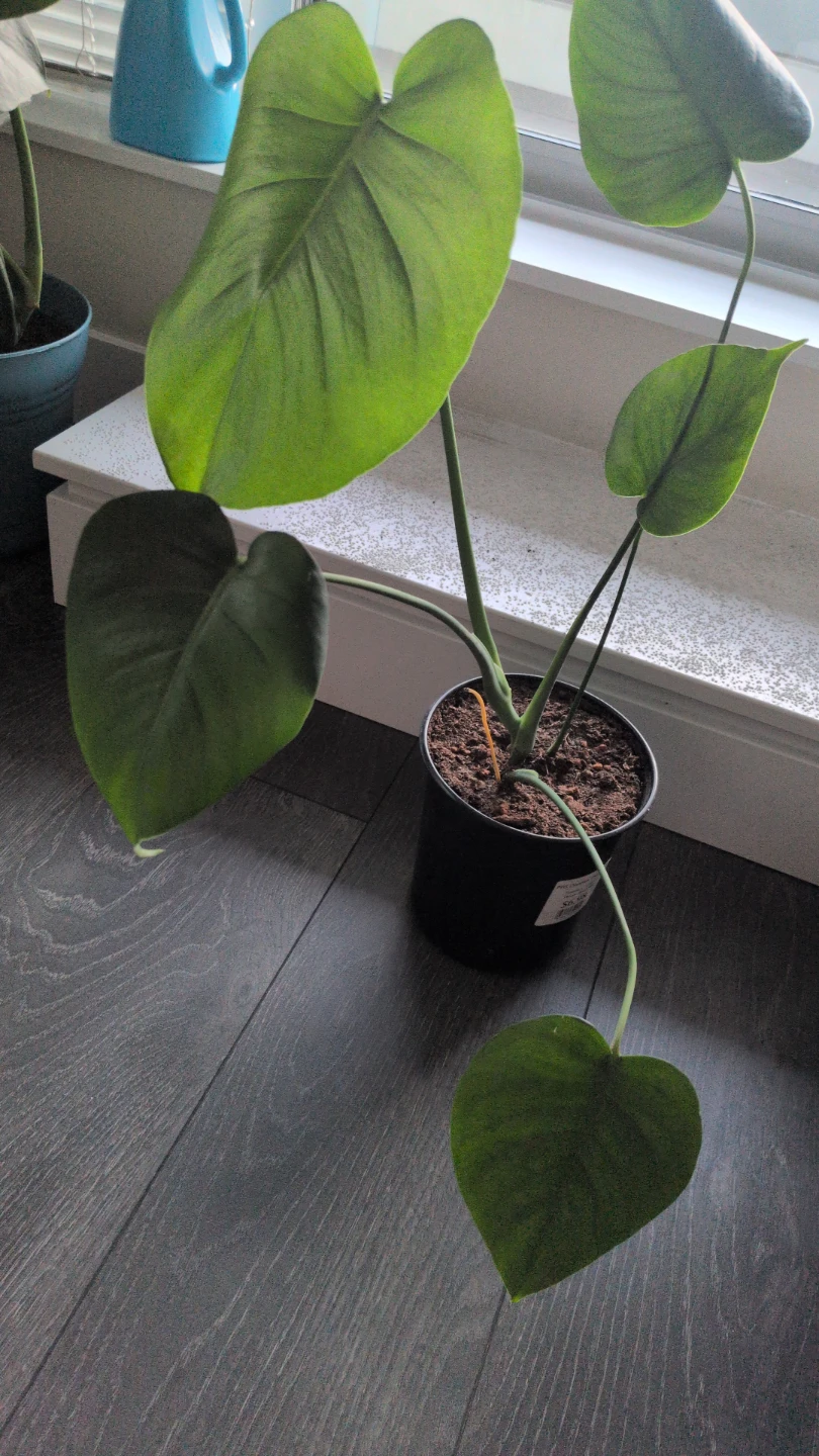 Monstera Plant