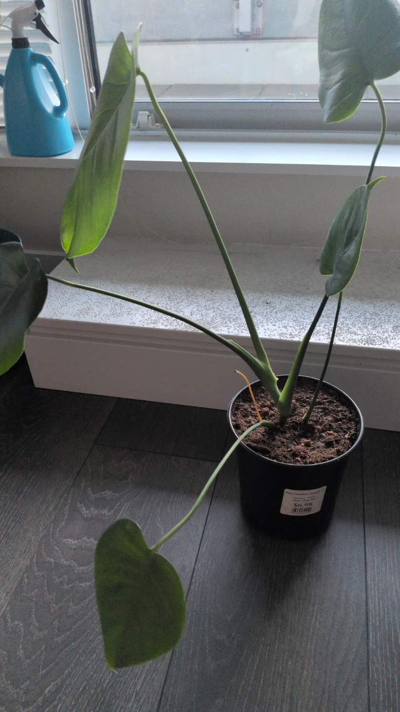 Monstera Plant - photo 2