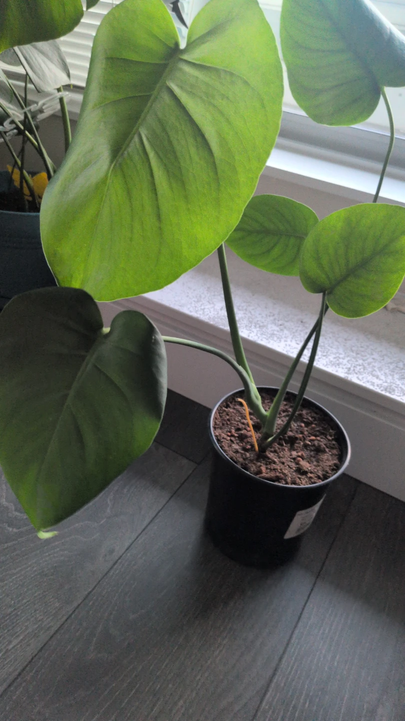 Monstera Plant - photo 3