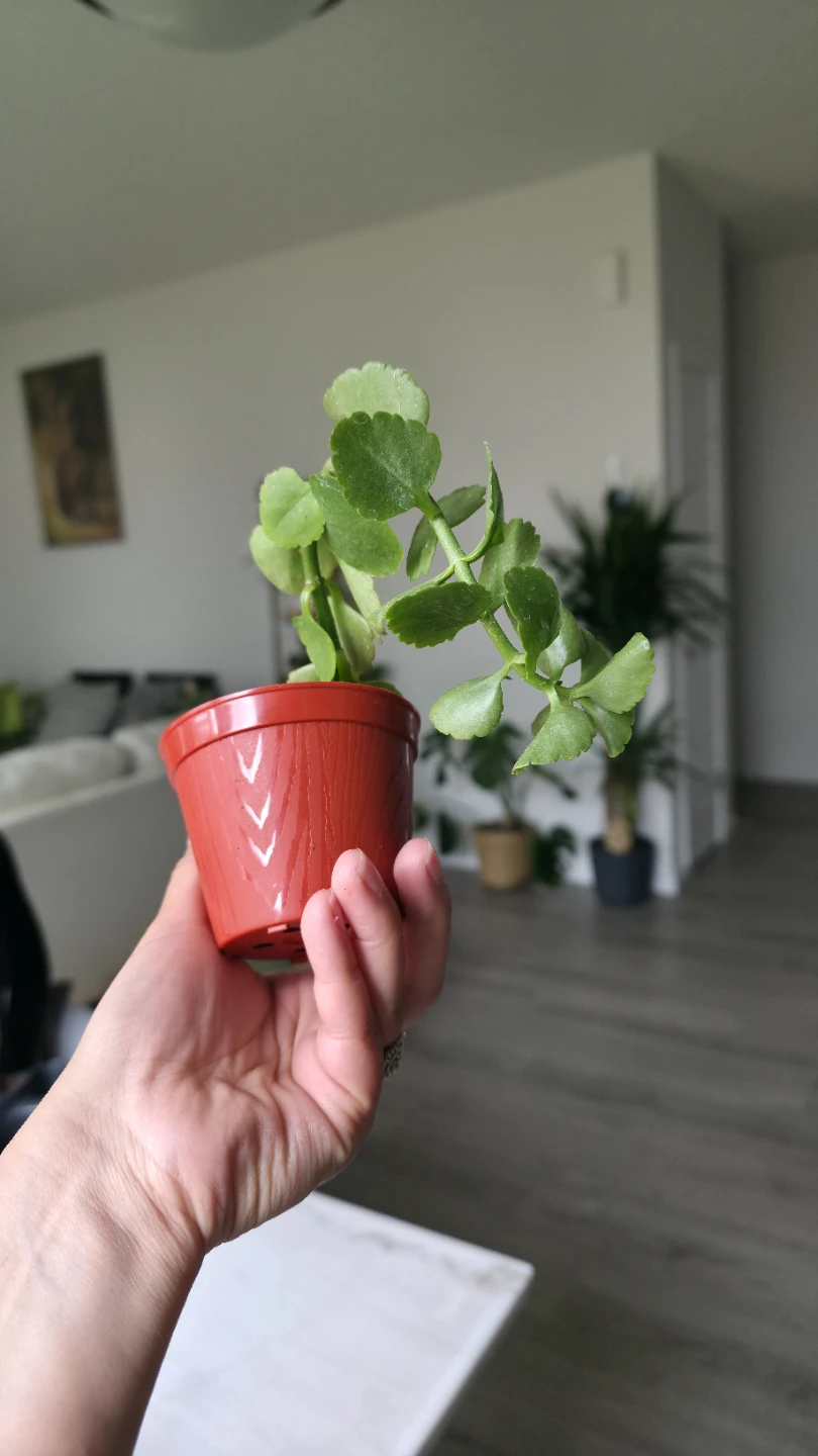 Trailing Houseplant Plants for sale ( Indoor ) - photo 2
